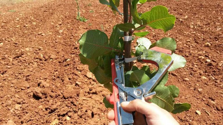 Cuáles son las mejores atadoras manuales de cinta