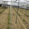 Malla de algodón para horticultura – 500 m lineales x 2 m de ancho