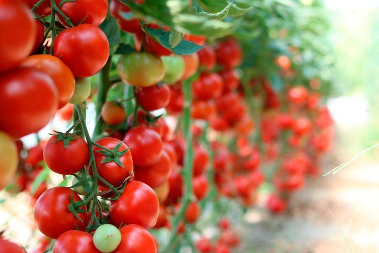 Cómo-atar-plantas-de-tomates-perfectamente