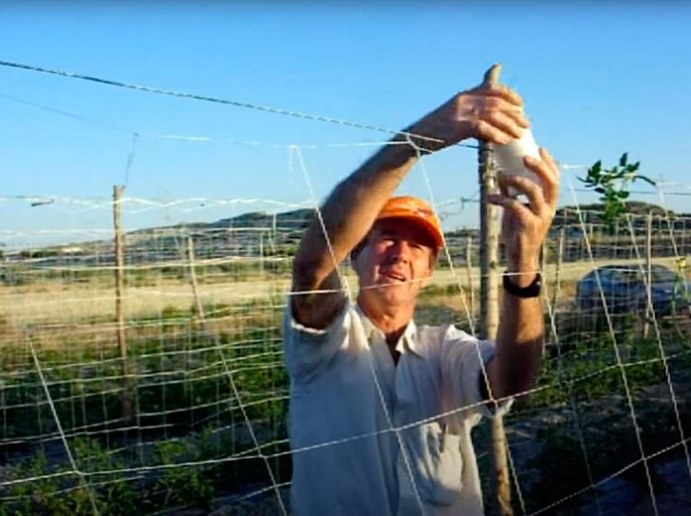 Mallas espalderas para entutorar