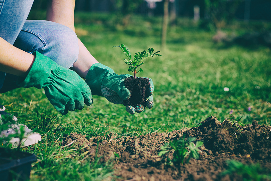 Trasplantes en jardinería