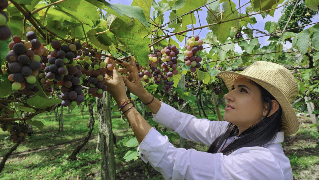 Sistemas de atado en la agricultura sostenible