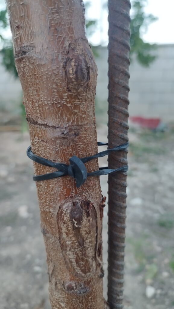 entutorado goma ancla